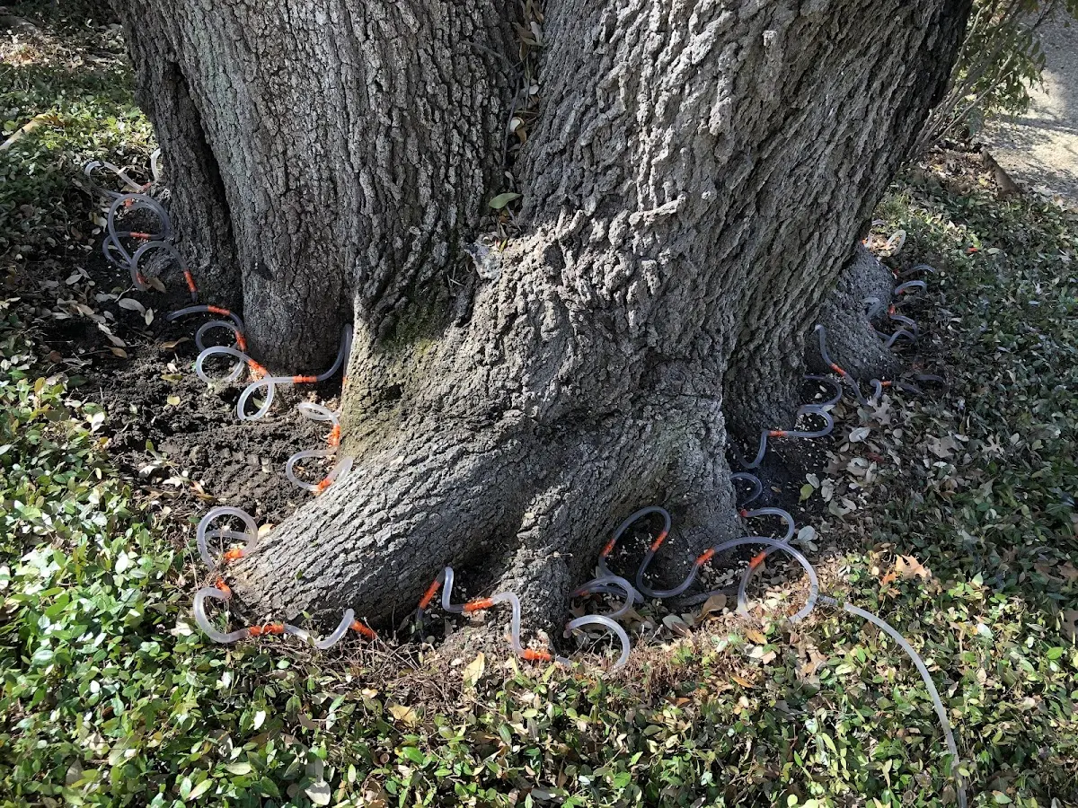 Detailed Tree Cabling and Bracing job site in Port Aransas