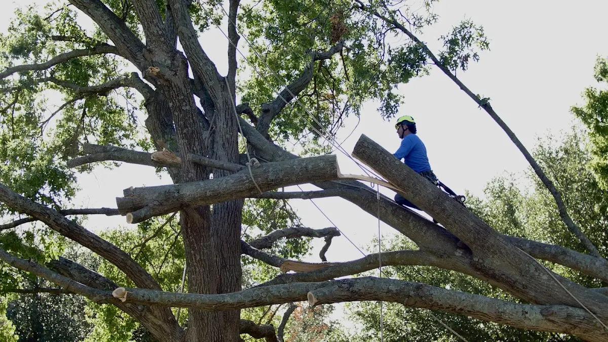 Professional Crown Thinning performed by certified arborists in Port Aransas