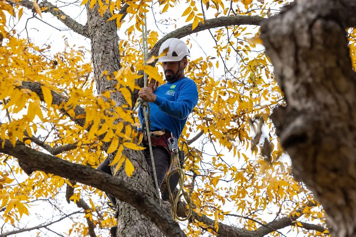 Skilled Tree Pruning crew working in Port Aransas