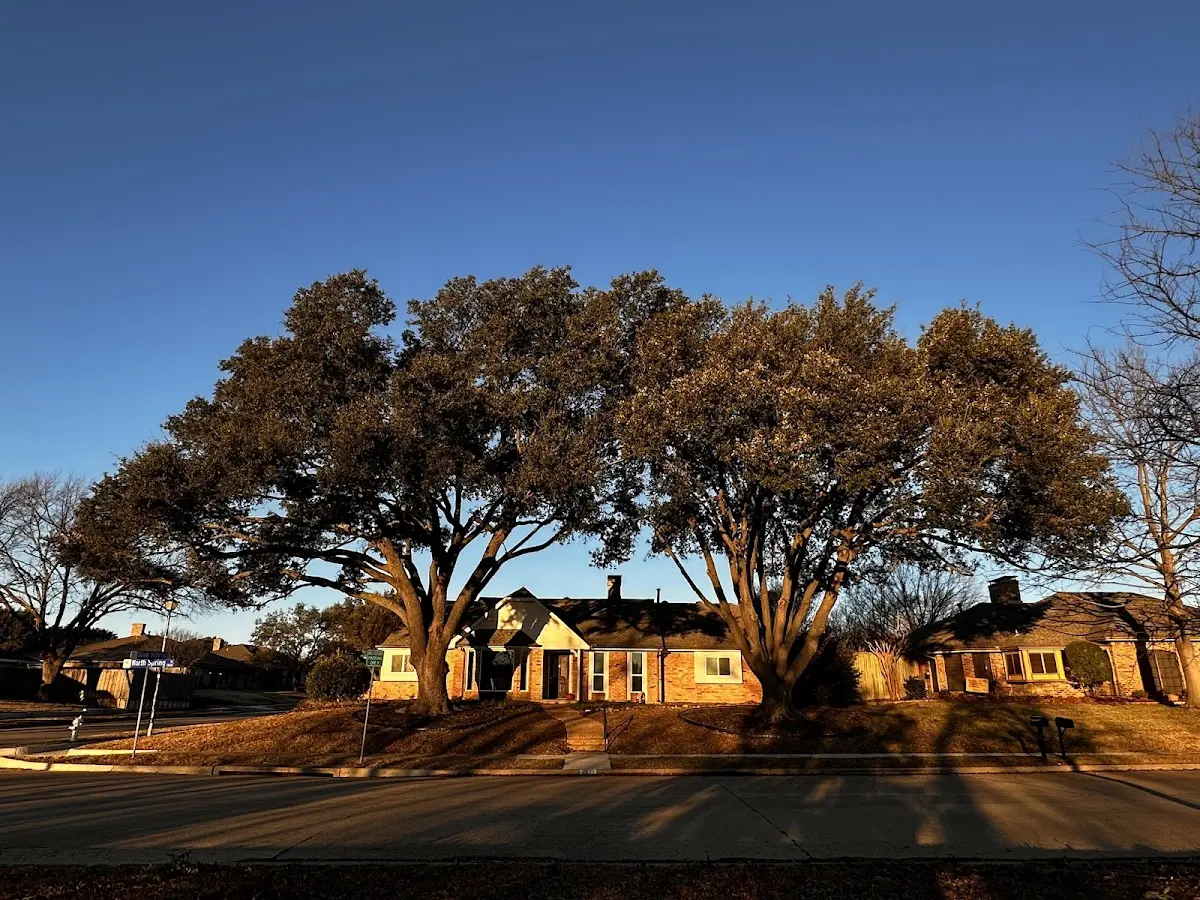 Established residential canopy tree shading a home in Port Aransas